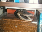 Aligator head on cigar box -- flash (1024x768, 203kb)
